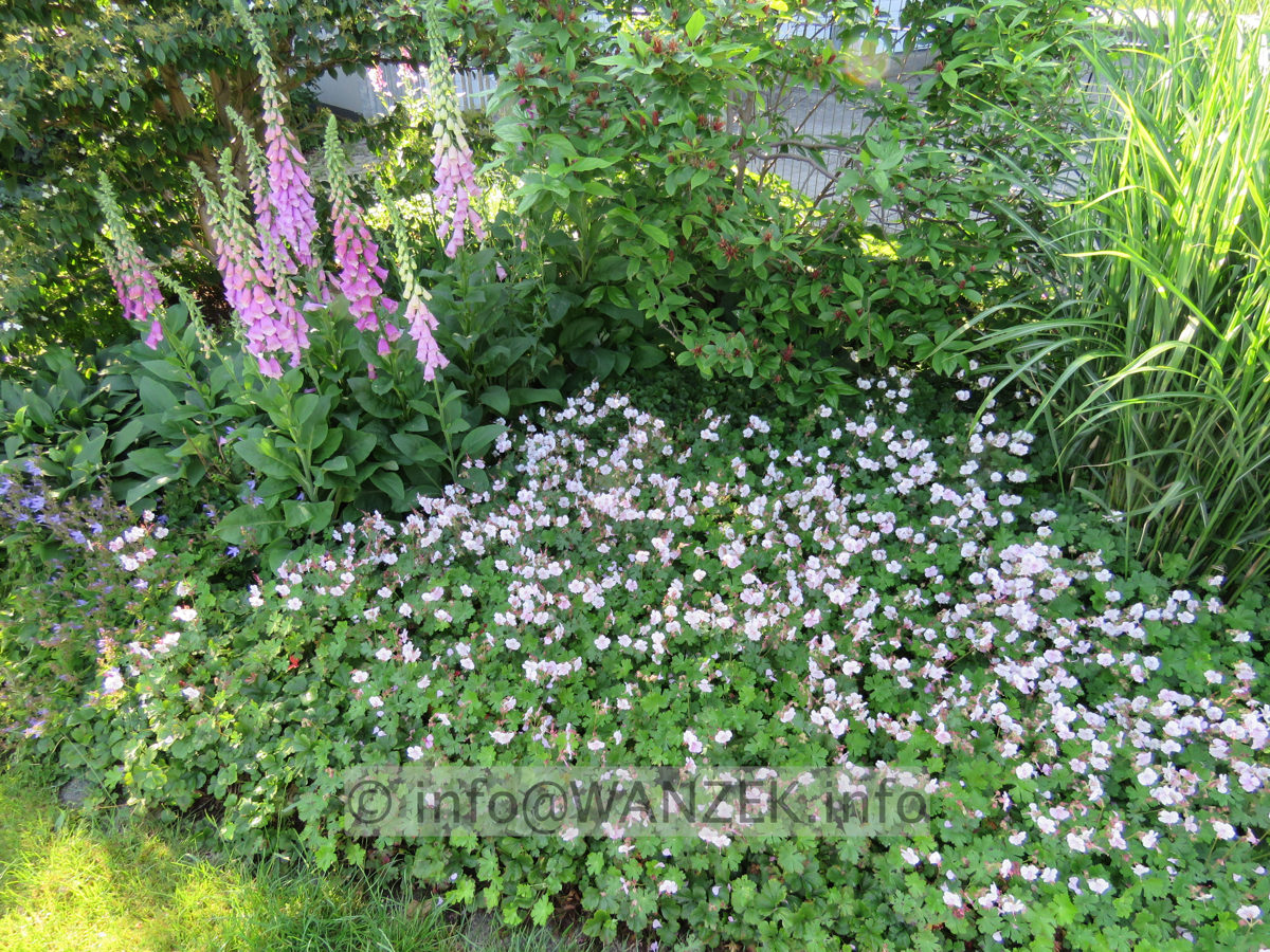 Geranium cantabrigiense Harz 003.JPG